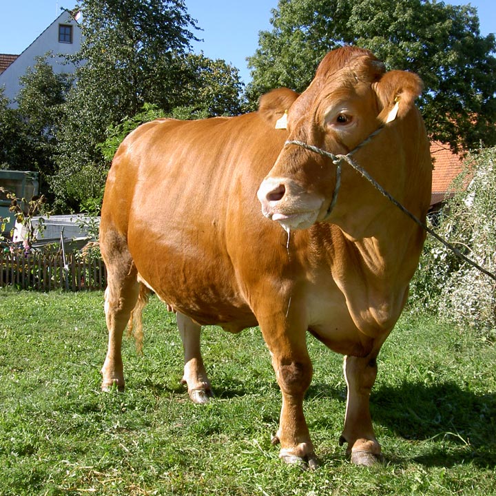 Gelbvieh-Rind auf einer Wiese